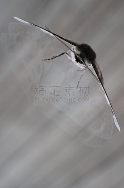 蛾,有颚昆虫,茶色,动物长鼻,自然,垂直画幅,无人,动物身体部位,翅膀,特写