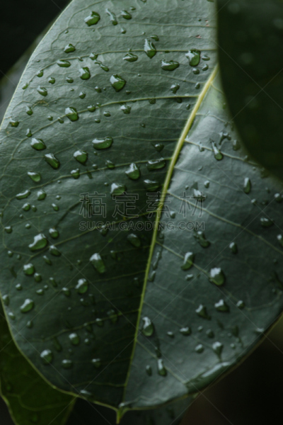 皇后伞树,叶子,水滴,运动模糊,绿色,五加科,垂直画幅,无人,夏天,户外