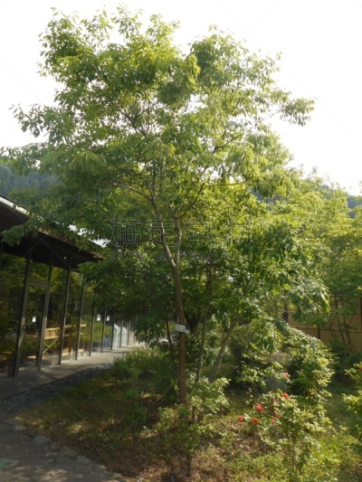 橡树,栎树,mizunara,香菇,橡树林地,橡树果,垂直画幅,天空,公园,无人