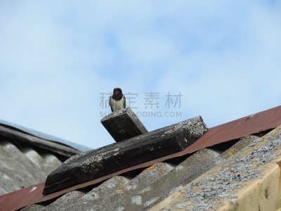 鸟类,白鹡鸰,家燕,自然,水平画幅,小的,无人,春夏系列,北美歌雀,爱沙尼亚