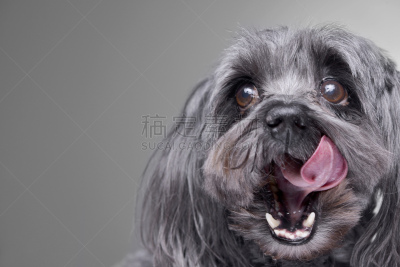 可爱的,哈瓦那犬,注视镜头,平衡折角灯,专心,纯种犬,外套,匈牙利,灰色,肖像