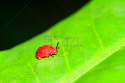 红叶甲虫,叶甲虫,美,水平画幅,热带雨林,野外动物,夏天,异国情调,户外,马达加斯加