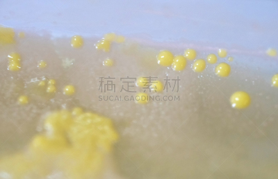 微生物学,细菌,盘子,大群动物,身份,安全的,传媒,科学实验
