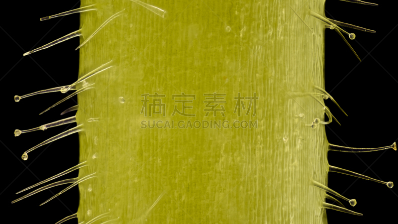 放大效果,动物毛发,极限运动,显微镜用薄片切片机,大规模的放大,单细胞生物,有丝分裂,陇牛儿苗,叶表皮,显微镜载玻片