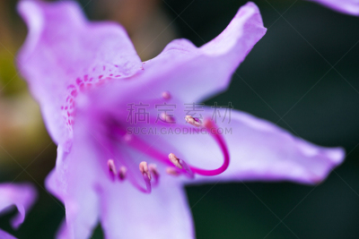 杜鹃花属,仅一朵花,紫色,杜鹃花,美,芳香的,水平画幅,无人,夏天,生长