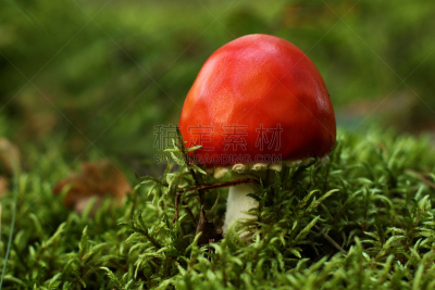苔藓,毒蘑菇,红色,选择对焦,留白,水平画幅,无人,特写,前景聚焦,黑色背景