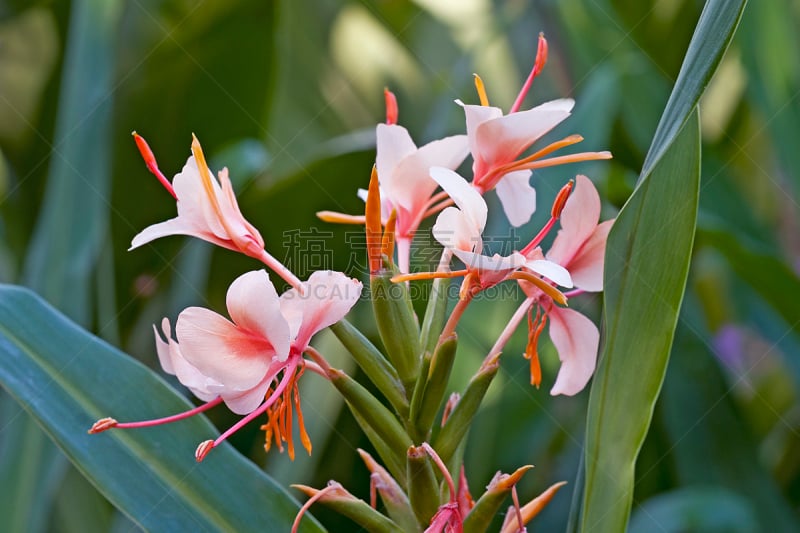 姜花,天花菜,橙子,白姜百合,自然,植物,水平画幅,无人,姜科,摄影