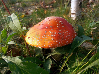 自然美,白昼,晴朗,毒蝇菇,美,水平画幅,无人,户外,生物学,草