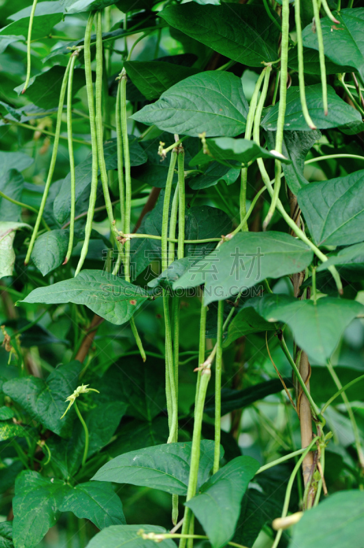 植物群,豆,菜园,长的,豇豆,自然,垂直画幅,绿色,无人,有机食品