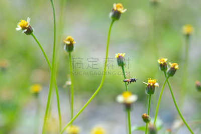 蜜蜂,杀虫剂,动物身体部位,夏天,两翼昆虫,农作物,白色,毛绒绒,花粉,草地