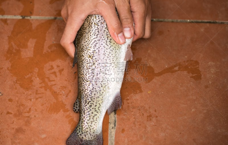 鲑鱼,大鳞大马哈鱼,契努克狗,红大马哈鱼,水平画幅,生食,膳食,海产,野外动物,特写