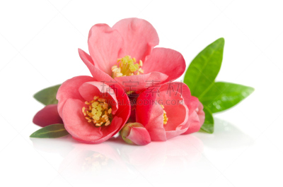 花蕾,自然美,粉色,白色背景,美,水平画幅,茶花,无人,桃,动物身体部位
