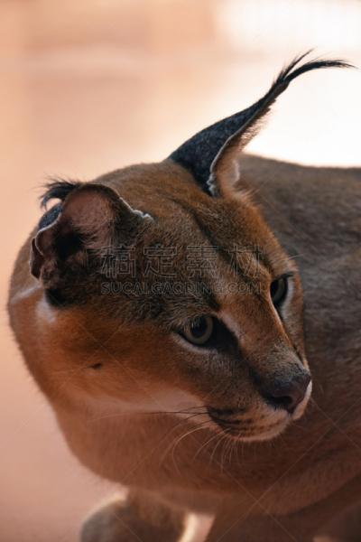 狞獾,特写,侧面视角,注视镜头,侧面像,猪嘴,垂直画幅,高视角,巨大的,动物身体部位