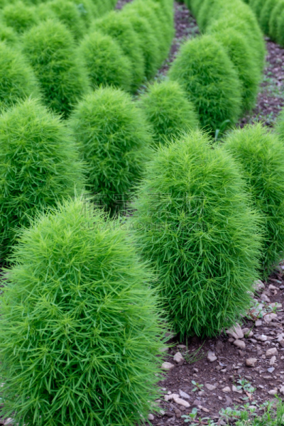 植物,绿色,地肤,叶子,火球,垂直画幅,无人,夏天,户外,草