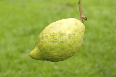 柑橘属,绿色,绿色背景,苏克棚,犹太结茅节,白色,自然,黄色,生食,清新