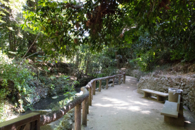 蕨类,小路,格里菲思公园,长椅,洛杉矶县,图像,公园,公园长椅,小溪,无人