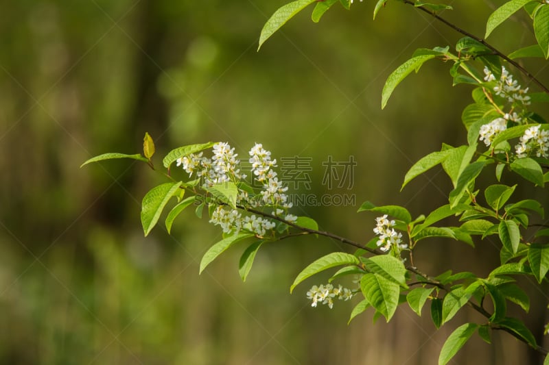 特写,春天,自然美,小鸟,樱桃,樱花,天空,美,水平画幅,无人