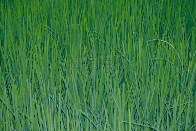 稻,亚洲大米,成年子女,水平画幅,户外,稻田,田地,一年生植物,草类,2015年