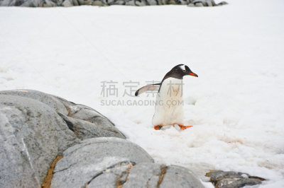 巴布亚企鹅,洛克莱港,南极半岛,气候,水平画幅,雪,无人,企鹅,野外动物,偏远的