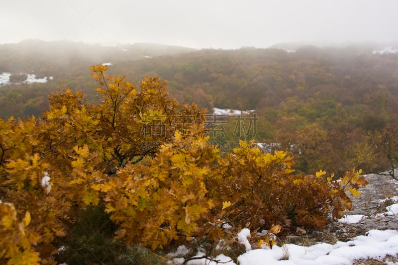 蓝橡树,雪,在下面,数字1,槲树,橡树叶,褐色,水平画幅,山,克里米亚