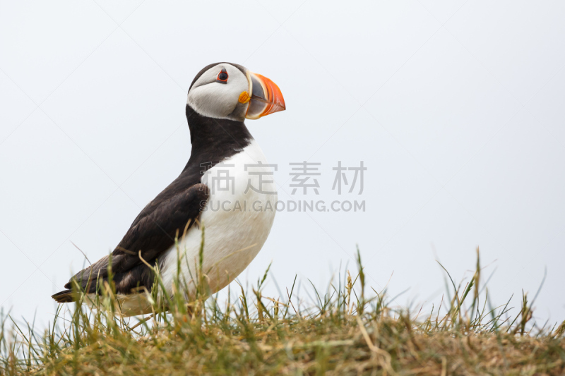 角嘴海雀,草,可爱的,自然,法罗群岛,图像,大西洋,野外动物,北欧,动物