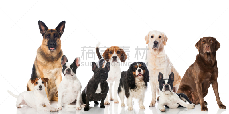 反差,狗,数字9,犬科的,波士顿猎犬,纯种犬,水平画幅,小的,无人,梗犬