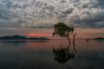 一棵树,湖,巴特米尔,水,天空,美,水平画幅,无人,早晨,户外