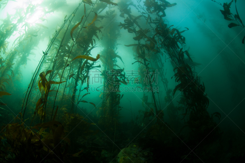 海藻林,蒙特里湾,鲍鱼,自由潜水,卡麦尔,光合作用,海藻灰,野外动物,珊瑚,水肺潜水