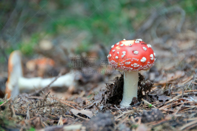 毒蝇菇,自然,水平画幅,秋天,无人,有毒生物体,符号,斑点,草,草药
