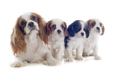 骑士,家庭,布莱尼姆,查理王小猎犬,英国小猎犬,四只动物,斯班尼犬,宠物,纯种犬,白色背景