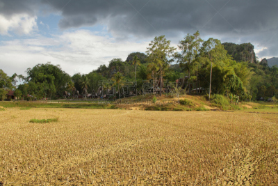 乡村,印尼民居,塔纳托拉雅,南苏拉威西省,苏拉威西,水牛,水稻梯田,哈姆莱特,水平画幅,古典式