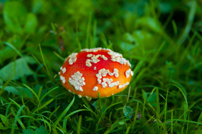 毒蝇菇,水平画幅,无人,苔藓,户外,草,特写,毒蘑菇,白色,真菌