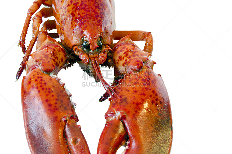龙虾,白色背景,分离着色,煮食,水平画幅,符号,膳食,海产,工作室,肉