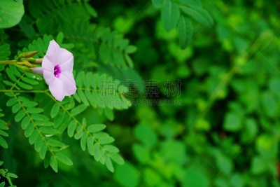 牵牛花,圆叶牵牛,旋花属植物,旋花植物,三色紫罗兰,留尼汪（法属）,早晨,夏天,白色,海滩