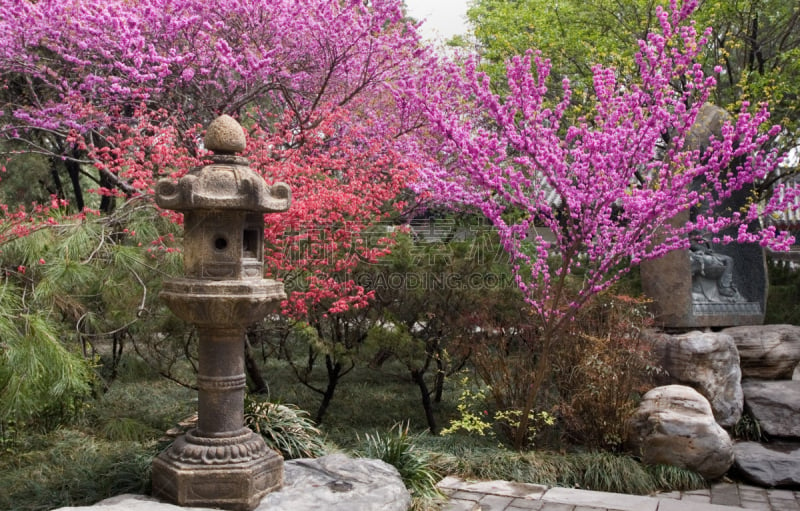 西安,园林,花朵,大雁塔,枯山水,海棠,日本灯笼,苹果花,东方石景花园,李树