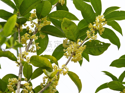 桂花,公园,芳香的,水平画幅,熏香,夏天,组物体,特写,花束,白色