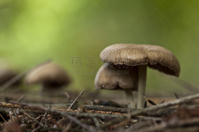 蘑菇,森林,自然,水平画幅,小的,秋天,无人,有毒生物体,真菌学,泥土