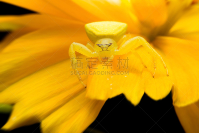 蟹蛛,蜘蛛,自然,水平画幅,无人,蜘蛛纲,特写,泰国,摄影