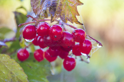Red berries