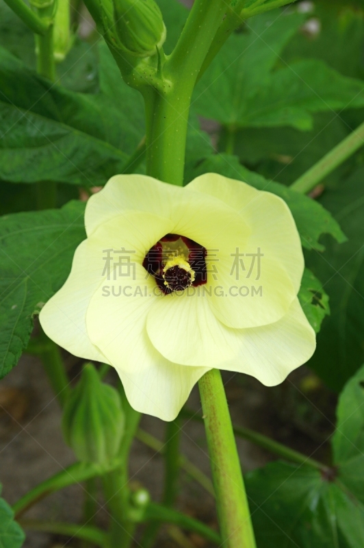 平衡折角灯,秋葵,垂直画幅,植物,无人,黄色,日本,夏天,户外,蔬菜