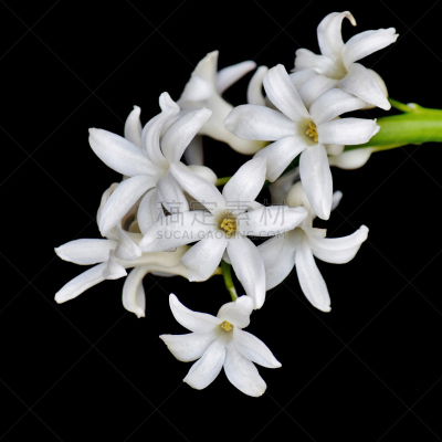 风信子,白色,自然美,方形画幅,风信子科,美,水平画幅,纹理效果,无人,纯净