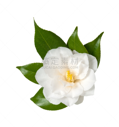 茶花,自然,垂直画幅,无人,白色背景,背景分离,仅一朵花,植物茎,白色,植物