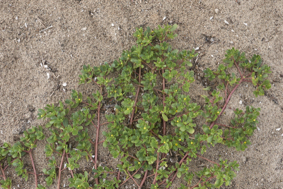 portulaca,德斯礼,马齿苋,花序,鱼肝油,酸,水平画幅,无人,维生素,夏天