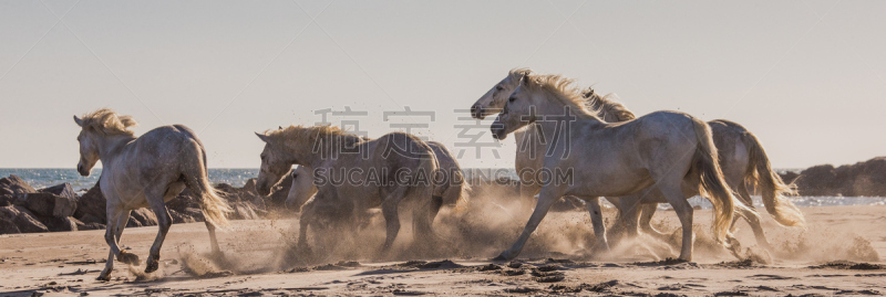 camargue horse,白色,快艇车,格区域自然公园,白马,卡马尔格,鞍,驹,赛马,马勒