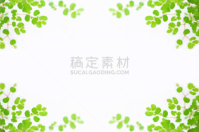 绿色,白色背景,叶子,留白,植物,边框,水平画幅,无人,摄影