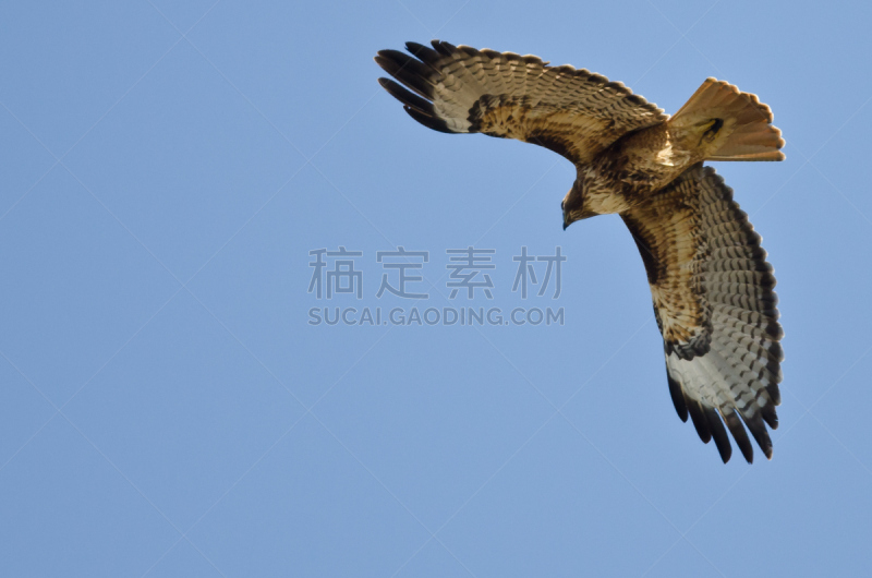 红尾鹰,蓝色,天空,红尾蟒蛇,自然,褐色,野生动物,食肉鸟,水平画幅,鸟类