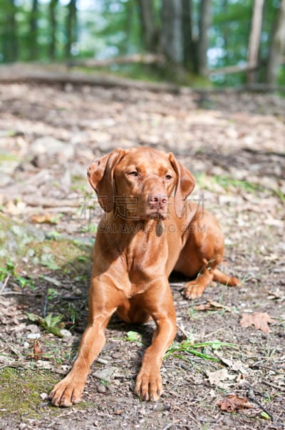机敏,维希拉猎犬,腰部以下,垂直画幅,选择对焦,褐色,纯种犬,绿色,无人,户外