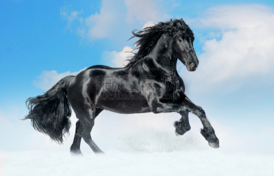 lusitano horse,田地,冬天,红棕色马,鹿皮流狭缝,种马,淡褐色,安达卢西亚马,伊比利亚风格,驹
