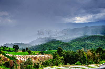 田地,稻,梯田,长颈族,水平画幅,枝繁叶茂,无人,湿,户外,草