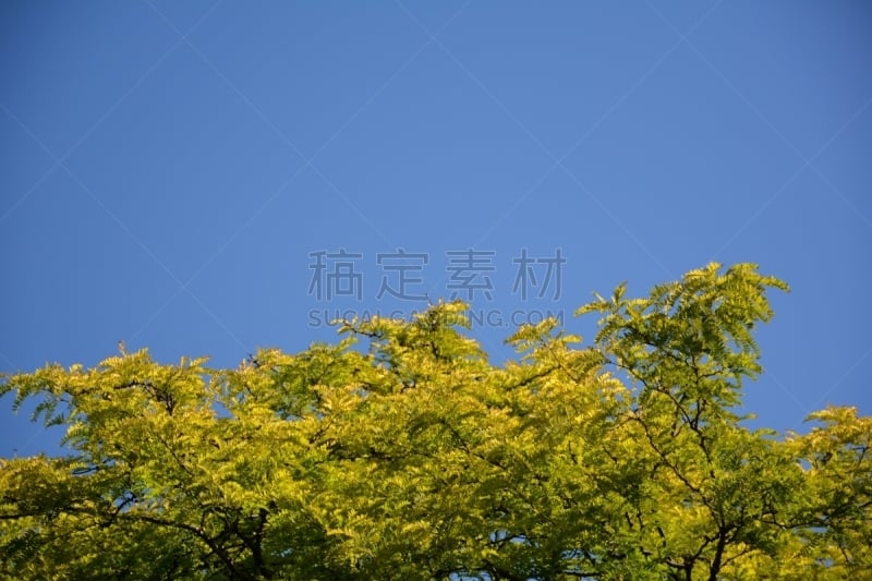 夏天,施潘道,柏林,德国,绿色,天空,美,风,水平画幅,无人